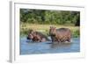 Hippopotamus (Hippopotamus Amphibius), Murchison Falls National Park, Uganda, East Africa, Africa-Michael Runkel-Framed Photographic Print