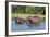 Hippopotamus (Hippopotamus Amphibius), Murchison Falls National Park, Uganda, East Africa, Africa-Michael Runkel-Framed Photographic Print