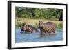 Hippopotamus (Hippopotamus Amphibius), Murchison Falls National Park, Uganda, East Africa, Africa-Michael Runkel-Framed Photographic Print