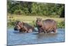 Hippopotamus (Hippopotamus Amphibius), Murchison Falls National Park, Uganda, East Africa, Africa-Michael Runkel-Mounted Photographic Print