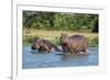 Hippopotamus (Hippopotamus Amphibius), Murchison Falls National Park, Uganda, East Africa, Africa-Michael Runkel-Framed Photographic Print