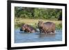 Hippopotamus (Hippopotamus Amphibius), Murchison Falls National Park, Uganda, East Africa, Africa-Michael Runkel-Framed Photographic Print