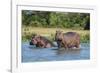 Hippopotamus (Hippopotamus Amphibius), Murchison Falls National Park, Uganda, East Africa, Africa-Michael Runkel-Framed Photographic Print