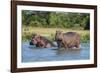 Hippopotamus (Hippopotamus Amphibius), Murchison Falls National Park, Uganda, East Africa, Africa-Michael Runkel-Framed Photographic Print