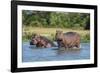 Hippopotamus (Hippopotamus Amphibius), Murchison Falls National Park, Uganda, East Africa, Africa-Michael Runkel-Framed Photographic Print