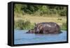 Hippopotamus (Hippopotamus Amphibius), Murchison Falls National Park, Uganda, East Africa, Africa-Michael Runkel-Framed Stretched Canvas