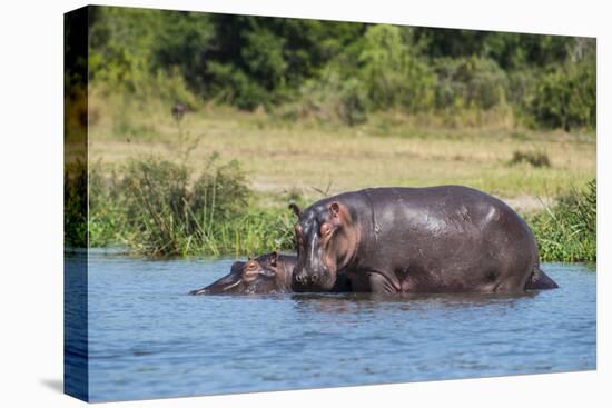 Hippopotamus (Hippopotamus Amphibius), Murchison Falls National Park, Uganda, East Africa, Africa-Michael Runkel-Stretched Canvas