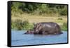 Hippopotamus (Hippopotamus Amphibius), Murchison Falls National Park, Uganda, East Africa, Africa-Michael Runkel-Framed Stretched Canvas