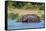 Hippopotamus (Hippopotamus Amphibius), Murchison Falls National Park, Uganda, East Africa, Africa-Michael Runkel-Framed Stretched Canvas