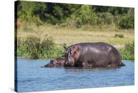 Hippopotamus (Hippopotamus Amphibius), Murchison Falls National Park, Uganda, East Africa, Africa-Michael Runkel-Stretched Canvas