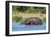 Hippopotamus (Hippopotamus Amphibius), Murchison Falls National Park, Uganda, East Africa, Africa-Michael Runkel-Framed Photographic Print