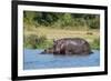 Hippopotamus (Hippopotamus Amphibius), Murchison Falls National Park, Uganda, East Africa, Africa-Michael Runkel-Framed Photographic Print