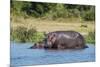Hippopotamus (Hippopotamus Amphibius), Murchison Falls National Park, Uganda, East Africa, Africa-Michael Runkel-Mounted Photographic Print