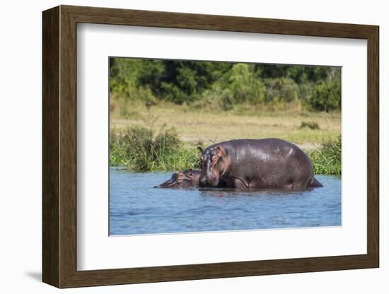 Hippopotamus (Hippopotamus Amphibius), Murchison Falls National Park, Uganda, East Africa, Africa-Michael Runkel-Framed Photographic Print