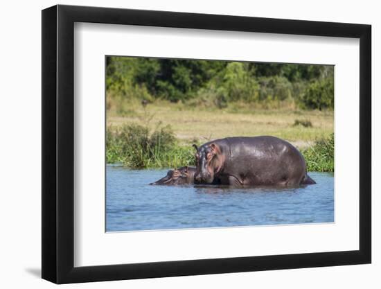 Hippopotamus (Hippopotamus Amphibius), Murchison Falls National Park, Uganda, East Africa, Africa-Michael Runkel-Framed Photographic Print