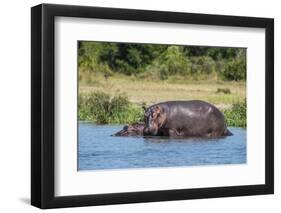 Hippopotamus (Hippopotamus Amphibius), Murchison Falls National Park, Uganda, East Africa, Africa-Michael Runkel-Framed Photographic Print