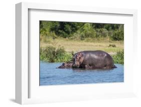 Hippopotamus (Hippopotamus Amphibius), Murchison Falls National Park, Uganda, East Africa, Africa-Michael Runkel-Framed Photographic Print