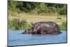 Hippopotamus (Hippopotamus Amphibius), Murchison Falls National Park, Uganda, East Africa, Africa-Michael Runkel-Mounted Photographic Print