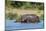 Hippopotamus (Hippopotamus Amphibius), Murchison Falls National Park, Uganda, East Africa, Africa-Michael Runkel-Mounted Photographic Print