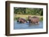 Hippopotamus (Hippopotamus Amphibius), Murchison Falls National Park, Uganda, East Africa, Africa-Michael Runkel-Framed Photographic Print