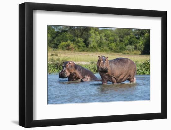 Hippopotamus (Hippopotamus Amphibius), Murchison Falls National Park, Uganda, East Africa, Africa-Michael Runkel-Framed Photographic Print