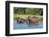 Hippopotamus (Hippopotamus Amphibius), Murchison Falls National Park, Uganda, East Africa, Africa-Michael Runkel-Framed Photographic Print