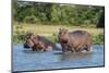 Hippopotamus (Hippopotamus Amphibius), Murchison Falls National Park, Uganda, East Africa, Africa-Michael Runkel-Mounted Photographic Print