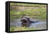 Hippopotamus (Hippopotamus Amphibius), Okavango Delta, Botswana, Africa-Sergio Pitamitz-Framed Stretched Canvas