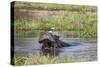 Hippopotamus (Hippopotamus Amphibius), Okavango Delta, Botswana, Africa-Sergio Pitamitz-Stretched Canvas