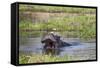 Hippopotamus (Hippopotamus Amphibius), Okavango Delta, Botswana, Africa-Sergio Pitamitz-Framed Stretched Canvas