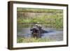 Hippopotamus (Hippopotamus Amphibius), Okavango Delta, Botswana, Africa-Sergio Pitamitz-Framed Photographic Print