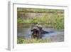 Hippopotamus (Hippopotamus Amphibius), Okavango Delta, Botswana, Africa-Sergio Pitamitz-Framed Photographic Print