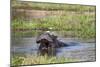 Hippopotamus (Hippopotamus Amphibius), Okavango Delta, Botswana, Africa-Sergio Pitamitz-Mounted Photographic Print