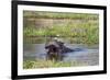 Hippopotamus (Hippopotamus Amphibius), Okavango Delta, Botswana, Africa-Sergio Pitamitz-Framed Photographic Print