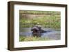 Hippopotamus (Hippopotamus Amphibius), Okavango Delta, Botswana, Africa-Sergio Pitamitz-Framed Photographic Print