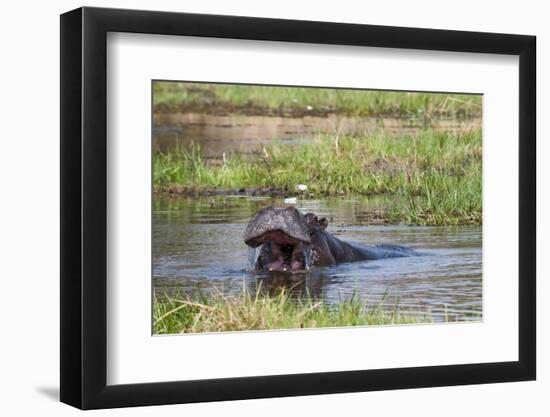 Hippopotamus (Hippopotamus Amphibius), Okavango Delta, Botswana, Africa-Sergio Pitamitz-Framed Photographic Print