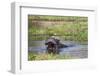 Hippopotamus (Hippopotamus Amphibius), Okavango Delta, Botswana, Africa-Sergio Pitamitz-Framed Photographic Print