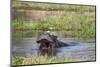 Hippopotamus (Hippopotamus Amphibius), Okavango Delta, Botswana, Africa-Sergio Pitamitz-Mounted Photographic Print