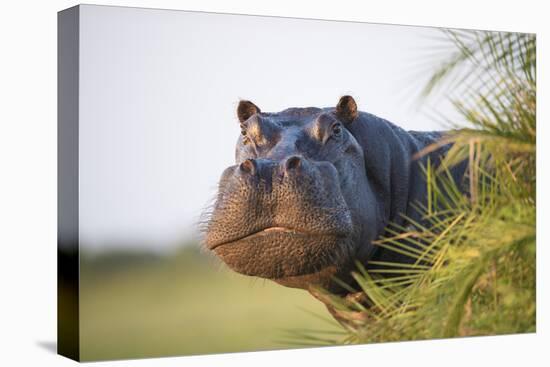 Hippopotamus (Hippopotamus Amphibius) Out of the Water, Peering around Vegetation-Wim van den Heever-Stretched Canvas