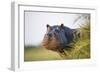 Hippopotamus (Hippopotamus Amphibius) Out of the Water, Peering around Vegetation-Wim van den Heever-Framed Photographic Print