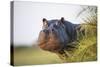 Hippopotamus (Hippopotamus Amphibius) Out of the Water, Peering around Vegetation-Wim van den Heever-Stretched Canvas