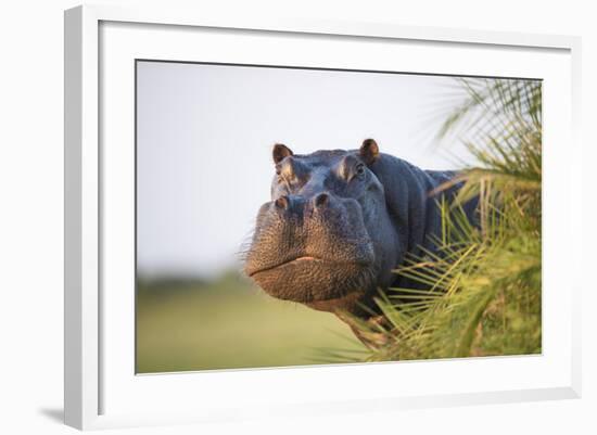 Hippopotamus (Hippopotamus Amphibius) Out of the Water, Peering around Vegetation-Wim van den Heever-Framed Photographic Print