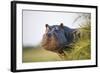 Hippopotamus (Hippopotamus Amphibius) Out of the Water, Peering around Vegetation-Wim van den Heever-Framed Photographic Print