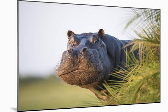 Hippopotamus (Hippopotamus Amphibius) Out of the Water, Peering around Vegetation-Wim van den Heever-Mounted Photographic Print