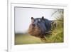 Hippopotamus (Hippopotamus Amphibius) Out of the Water, Peering around Vegetation-Wim van den Heever-Framed Photographic Print