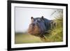 Hippopotamus (Hippopotamus Amphibius) Out of the Water, Peering around Vegetation-Wim van den Heever-Framed Photographic Print