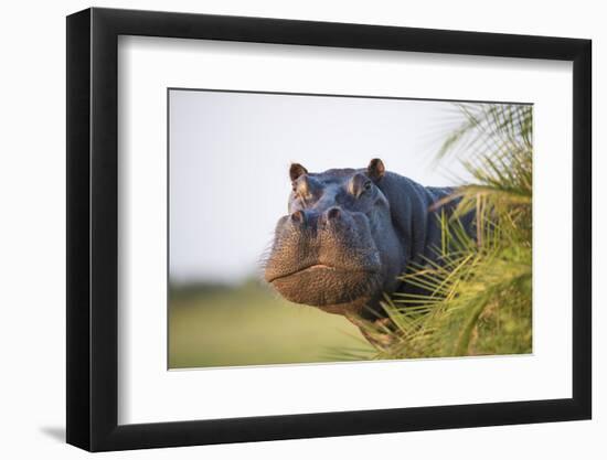 Hippopotamus (Hippopotamus Amphibius) Out of the Water, Peering around Vegetation-Wim van den Heever-Framed Photographic Print