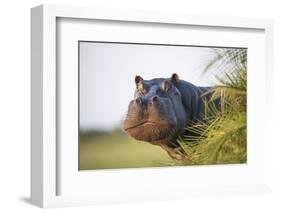 Hippopotamus (Hippopotamus Amphibius) Out of the Water, Peering around Vegetation-Wim van den Heever-Framed Photographic Print