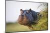 Hippopotamus (Hippopotamus Amphibius) Out of the Water, Peering around Vegetation-Wim van den Heever-Mounted Photographic Print