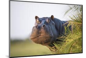 Hippopotamus (Hippopotamus Amphibius) Out of the Water, Peering around Vegetation-Wim van den Heever-Mounted Photographic Print